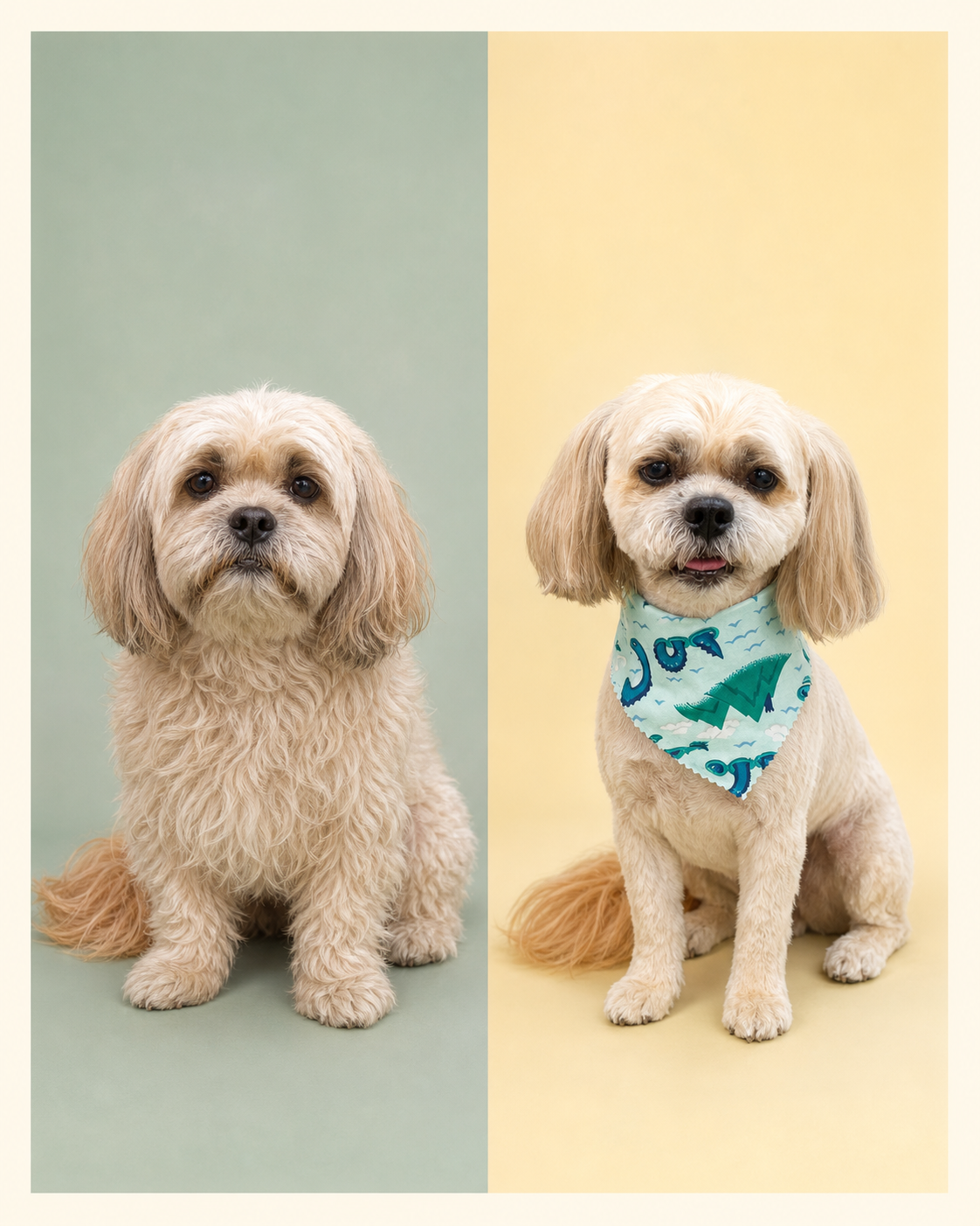 Before and after of a small dog groomed from shaggy to neat at Puff & Fluff in Livonia