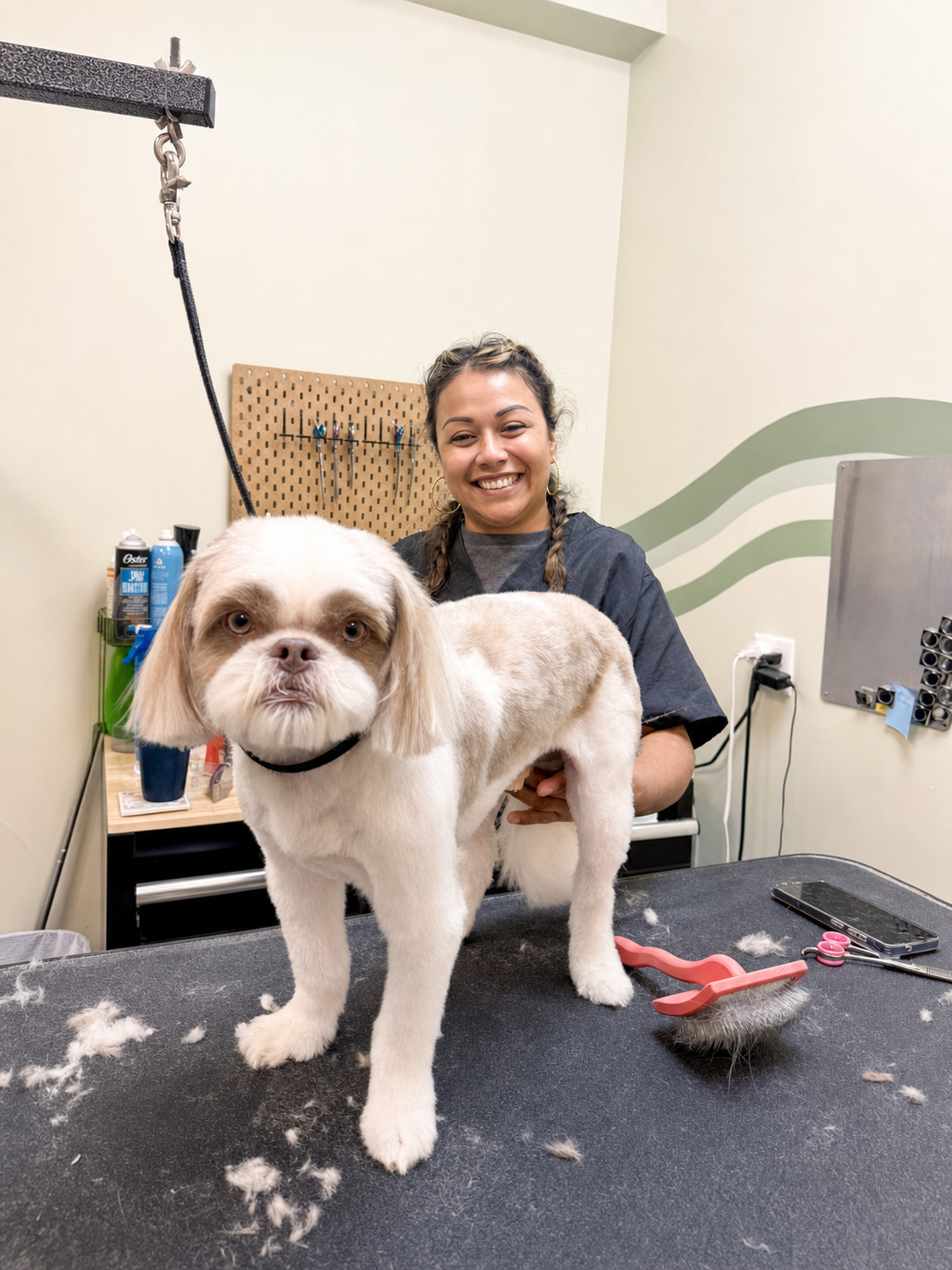 A freshly groomed fluffy white dog sitting calmly in the Puff & Fluff studio in Livonia